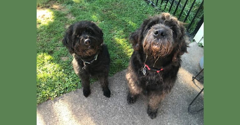 Photo of Beau, a Lagotto Romagnolo and Rottweiler mix in Warminster, Pennsylvania, USA