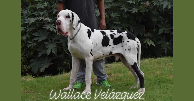 Urso, a Great Dane tested with EmbarkVet.com