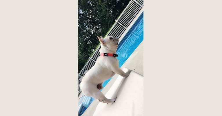 Milo, a French Bulldog tested with EmbarkVet.com