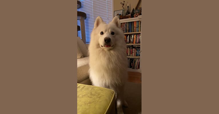 Photo of Luca, a Samoyed  in Manly, Iowa, USA