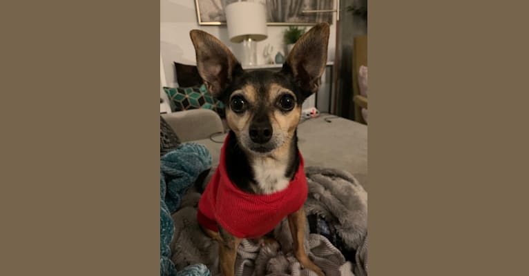 Jonathan Peanutbutter, a Chihuahua and Rat Terrier mix tested with EmbarkVet.com