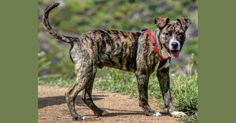 Koa, a Staffordshire Terrier and Bulldog mix tested with EmbarkVet.com