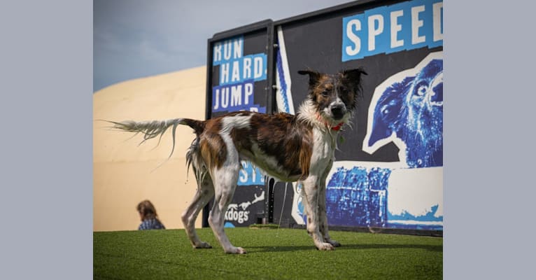 Photo of Bender, a Whippet, Border Collie, and Border Terrier mix in Pahrump, NV, USA