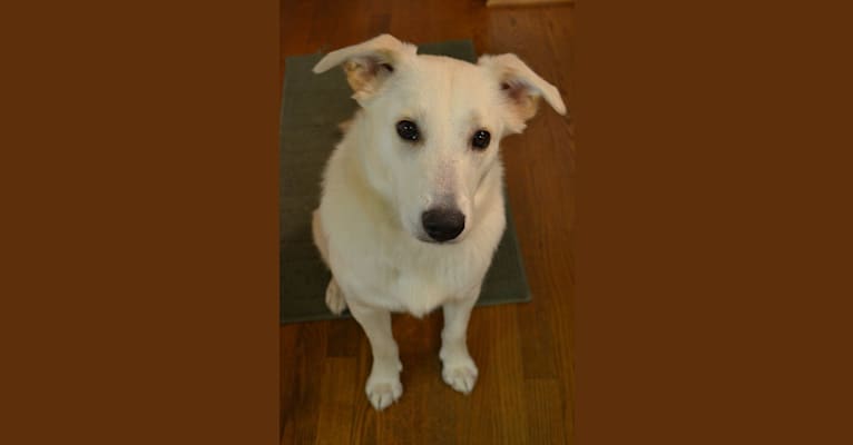 Darcey, a Norwegian Elkhound and Golden Retriever mix tested with EmbarkVet.com
