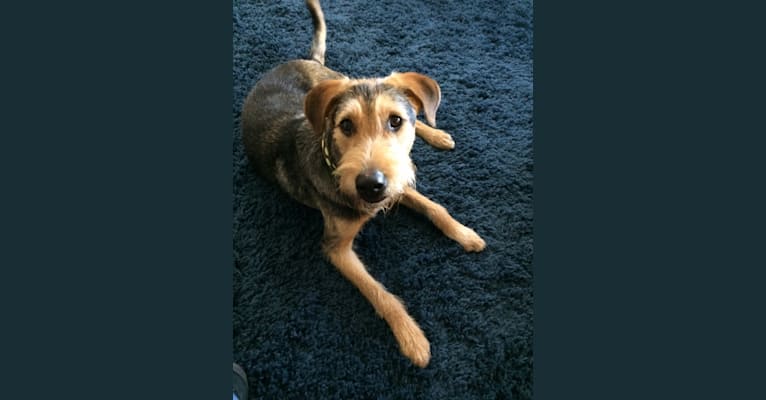 Harvey, a Formosan Mountain Dog and Beagle mix tested with EmbarkVet.com