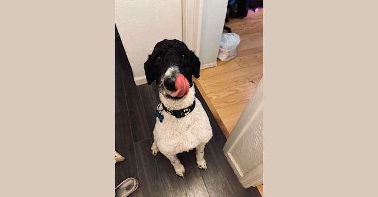 Benjamin Benji Bentley Benson, a Poodle (Standard) tested with EmbarkVet.com