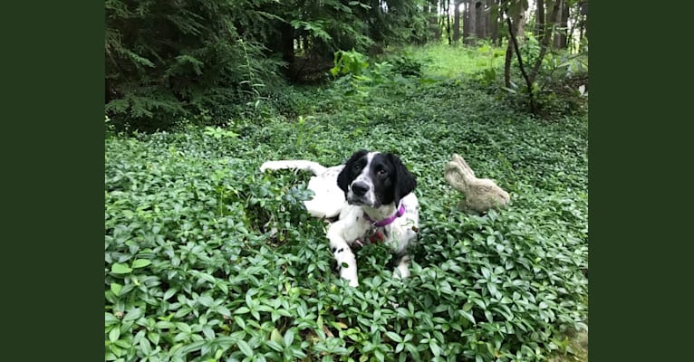 Photo of Emma, a Llewellin Setter  in Wadsworth, Ohio, USA