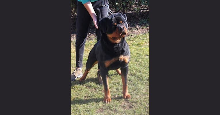 Photo of Odin, a Rottweiler  in Italy