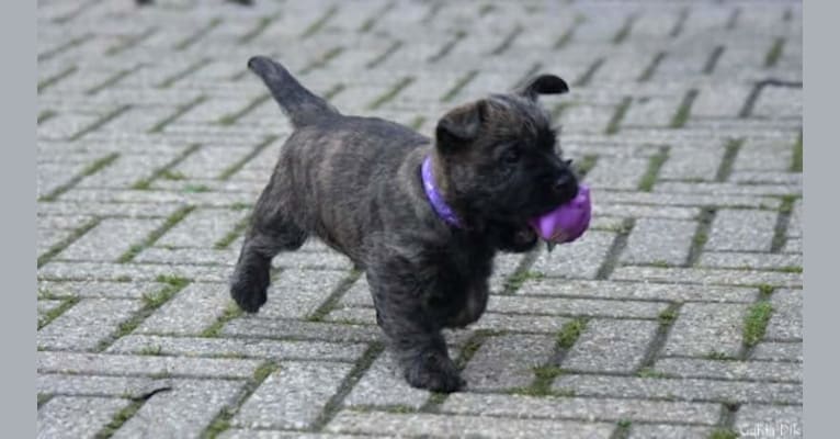 Gaia, a Cairn Terrier tested with EmbarkVet.com
