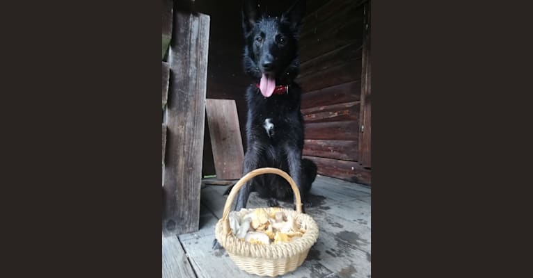 Dark, a Siberian Husky and Belgian Sheepdog mix tested with EmbarkVet.com