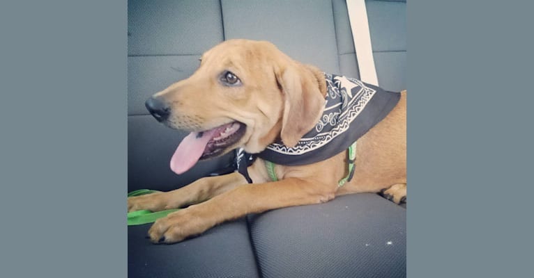 Arlo, a Labrador Retriever and Staffordshire Terrier mix tested with EmbarkVet.com