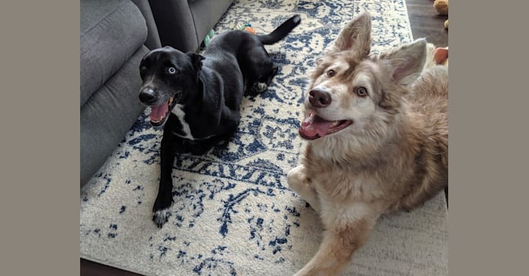 Embark Dog Dna Test Breed