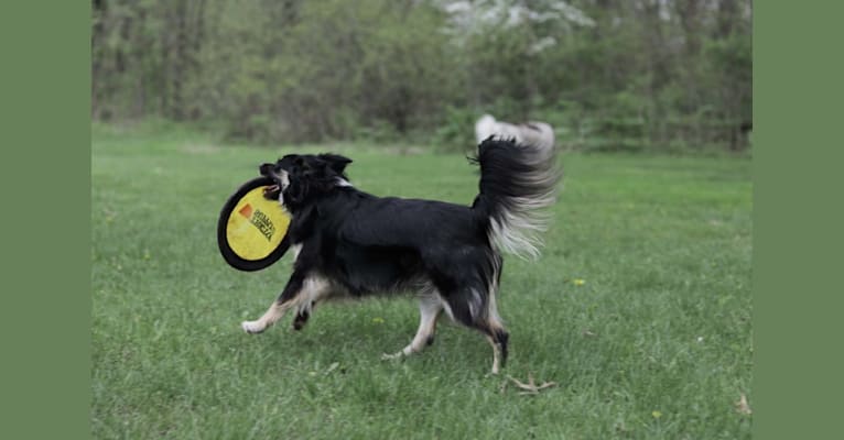 Cooper, an English Shepherd and Pomeranian mix tested with EmbarkVet.com