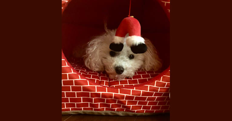 Peyton, a Poodle (Small) tested with EmbarkVet.com