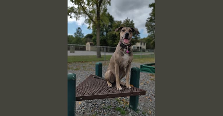 Photo of Kaya Rose, a Great Dane, Labrador Retriever, German Shepherd Dog, Black and Tan Coonhound, and Doberman Pinscher mix in Benton, Kentucky, USA