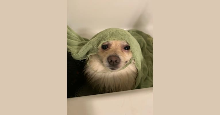 Koda, a Pomeranian tested with EmbarkVet.com