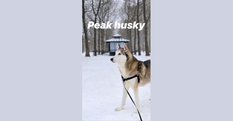 JJ, a Siberian Husky and Alaskan Malamute mix tested with EmbarkVet.com