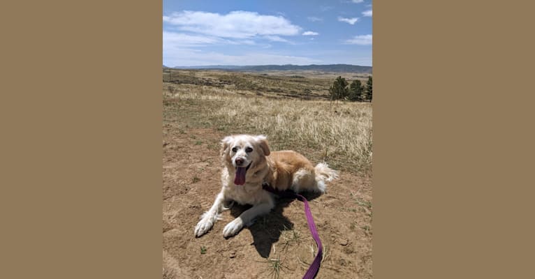 Photo of Tula, a Cocker Spaniel, Chihuahua, Poodle (Small), and German Shepherd Dog mix in Alamogordo, New Mexico, USA