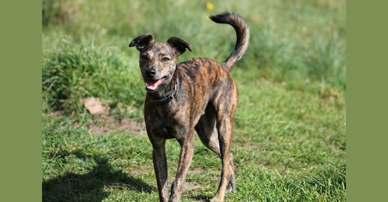 Greyhound lab clearance mix brindle