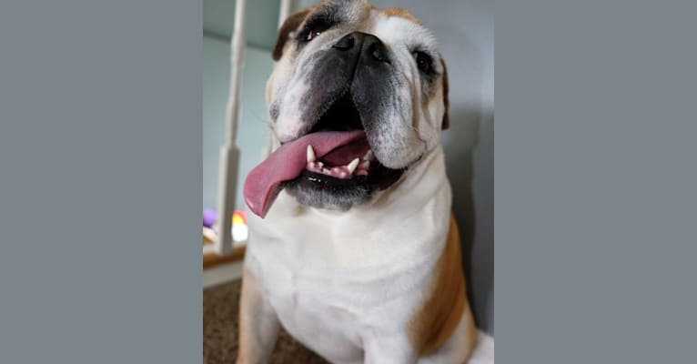 Dash, a Bulldog tested with EmbarkVet.com