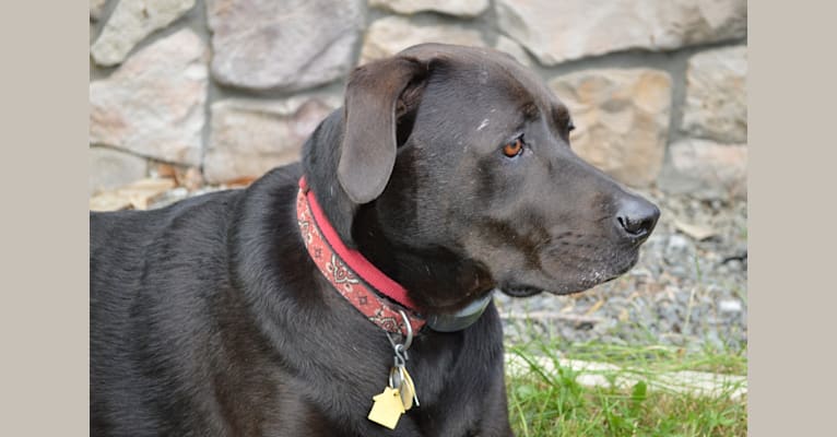 Bandit, a Labrador Retriever and Beagle mix tested with EmbarkVet.com