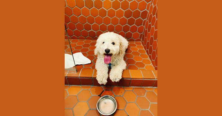 Twain, a Poodle (Small) and Cavalier King Charles Spaniel mix tested with EmbarkVet.com