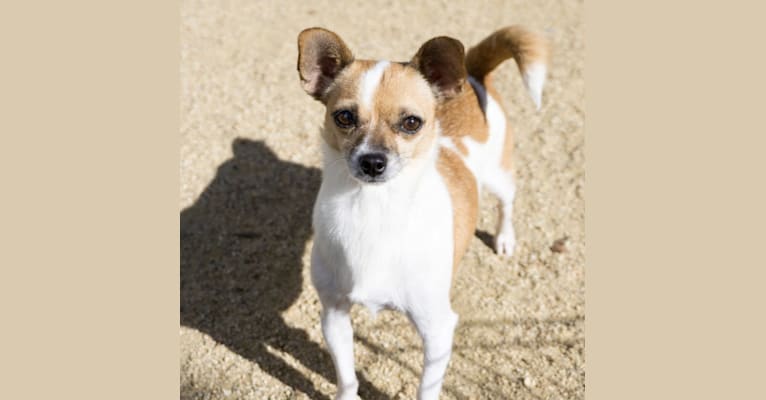 Peach, a Chihuahua and Poodle (Small) mix tested with EmbarkVet.com