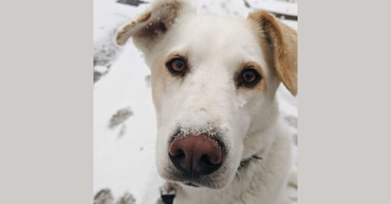 Jolene, a Siberian Husky and Chinese Shar-Pei mix tested with EmbarkVet.com