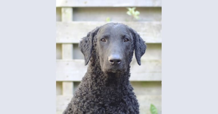 Photo of MULOC, a Curly-Coated Retriever  in The Netherlands