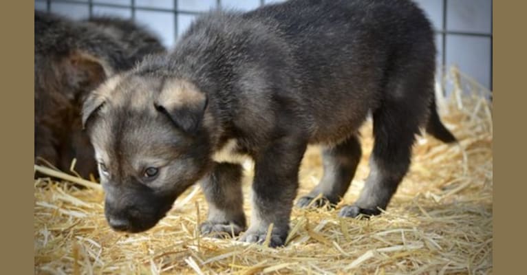 Aberlin, a German Shepherd Dog and Alaskan Malamute mix tested with EmbarkVet.com