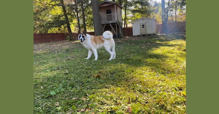 Photo of Kenji, an Akita  in Cleveland, Tennessee, USA