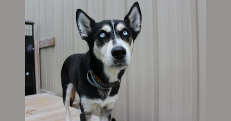 Koani, a Siberian Husky and Beagle mix tested with EmbarkVet.com