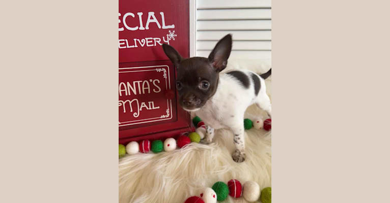 Brodhi, a Chihuahua tested with EmbarkVet.com