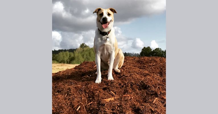 Photo of Finnegan, an American Pit Bull Terrier, Chow Chow, and Australian Cattle Dog mix in Texas, USA