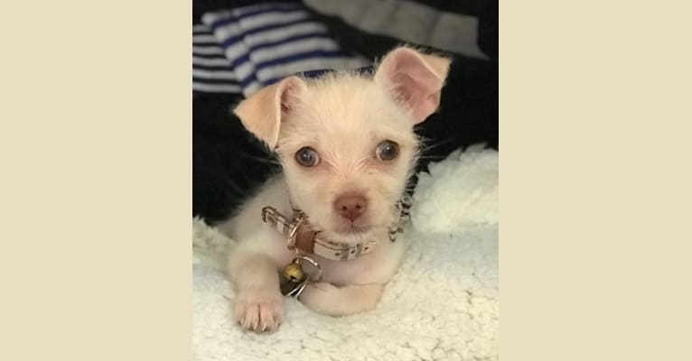 Draco, a Chihuahua and Maltese mix tested with EmbarkVet.com