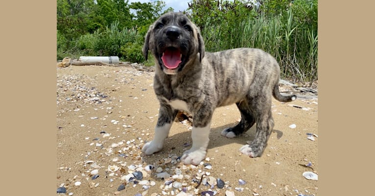Temujin, the Heartbreaker, an Anatolian Shepherd Dog (5.6% unresolved) tested with EmbarkVet.com