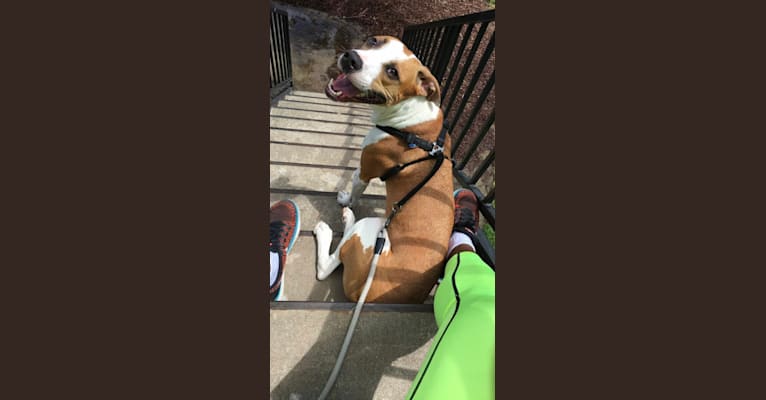 Photo of Bubba, an American Pit Bull Terrier, American Staffordshire Terrier, Australian Shepherd, and Beagle mix in Lanexa, Virginia, USA
