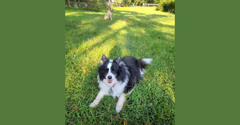 Rocko, an American Eskimo Dog and Shetland Sheepdog mix tested with EmbarkVet.com