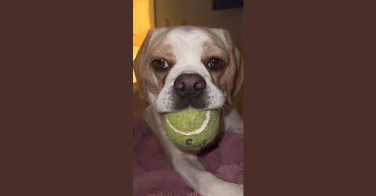 Honey, a Puggle tested with EmbarkVet.com