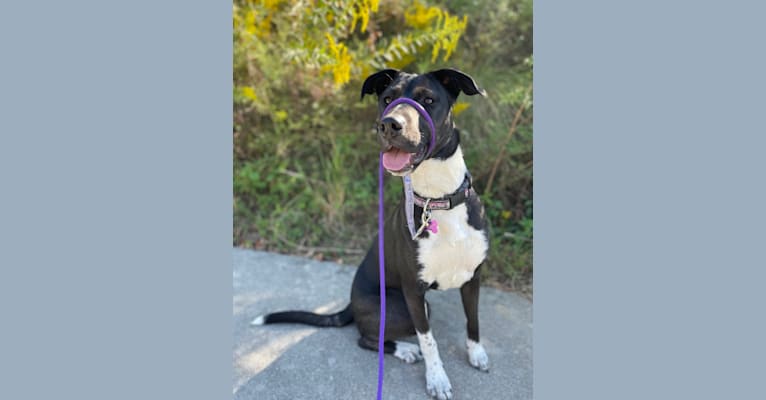 Maggie, an American Pit Bull Terrier and Siberian Husky mix tested with EmbarkVet.com