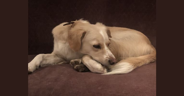 Murphy, a Chihuahua and Poodle (Small) mix tested with EmbarkVet.com