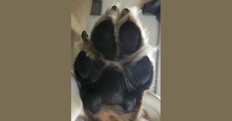 Max, a German Shepherd Dog and Labrador Retriever mix tested with EmbarkVet.com