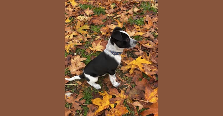 Louie La’Mour, an American Pit Bull Terrier and Australian Cattle Dog mix tested with EmbarkVet.com