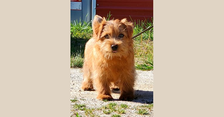 Bitty, a Norfolk Terrier tested with EmbarkVet.com