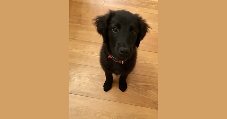 Embark Dog Dna Test Breed