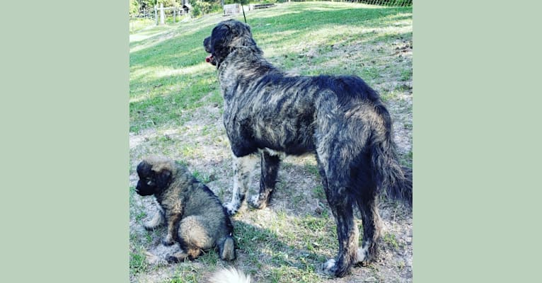 Photo of Infi, a Great Pyrenees, Anatolian Shepherd Dog, and Mixed mix in Oklahoma, USA