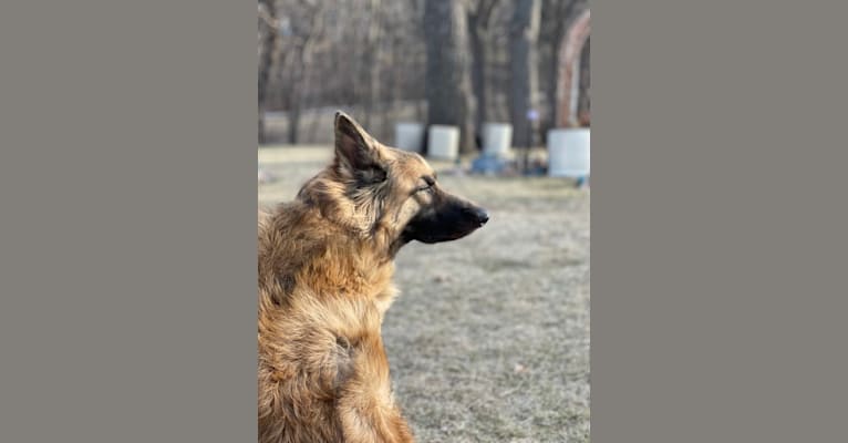 Rhett, a German Shepherd Dog tested with EmbarkVet.com