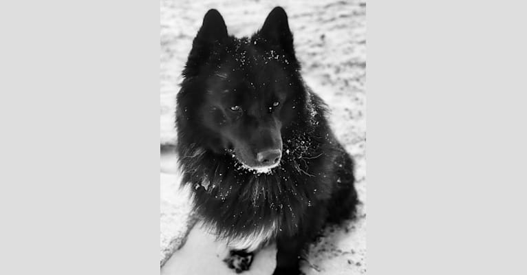 Bear, a Karelian Bear Dog tested with EmbarkVet.com