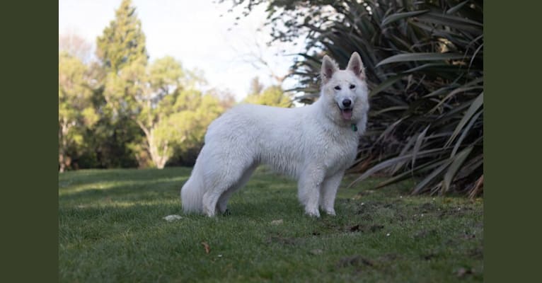 Kaya, a White Shepherd tested with EmbarkVet.com