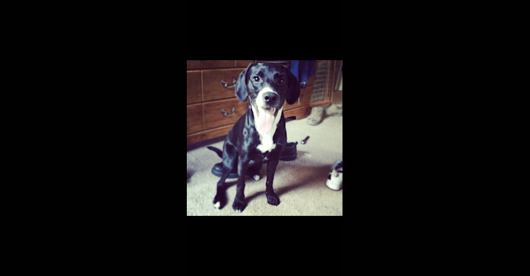 Tucker, a Labrador Retriever and American Staffordshire Terrier mix tested with EmbarkVet.com